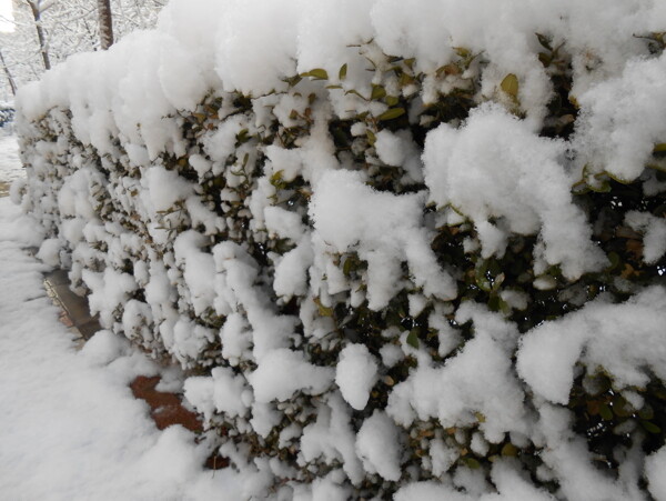 雪后的小树
