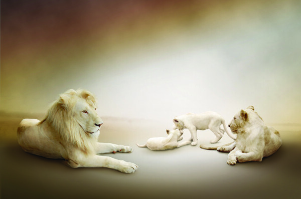 雄狮母狮幼狮狮子高清图片素材