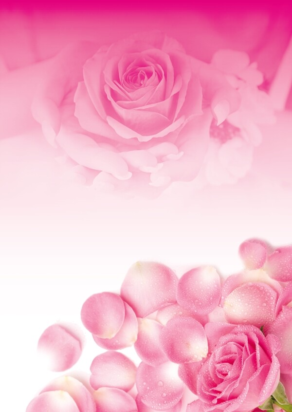 玫瑰花粉色玫瑰玫瑰花瓣玫瑰海报