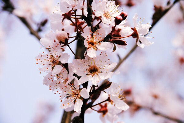 樱花图片