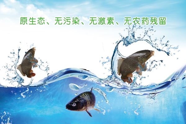 鱼类海报