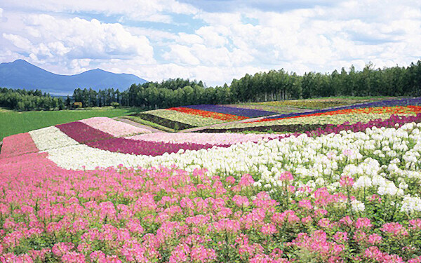 五彩的花坪