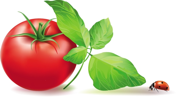 西红柿蔬菜矢量图下载
