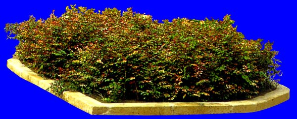 灌木植物贴图素材建筑装饰JPG1966