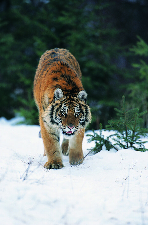 雪地上的老虎图片