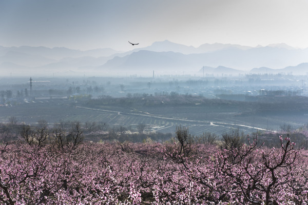 桃花海