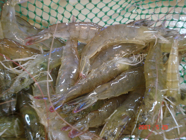 生鲜图虾图片