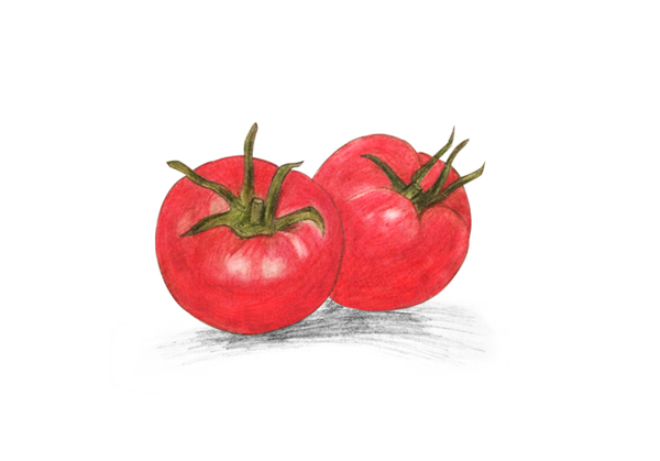彩铅手绘番茄