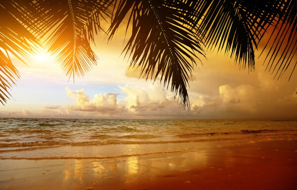 晚霞椰子树海洋风景图片