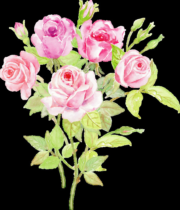 手绘花园里美丽的玫瑰花png透明素材