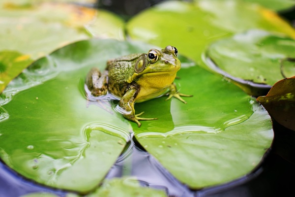 坐在荷叶上的池塘青蛙