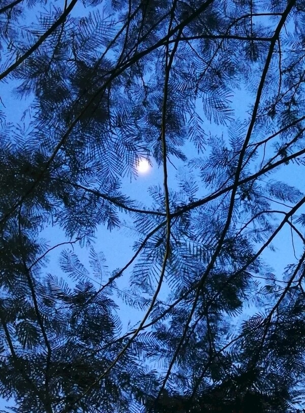月上枝头唯美傍晚蓝色天空