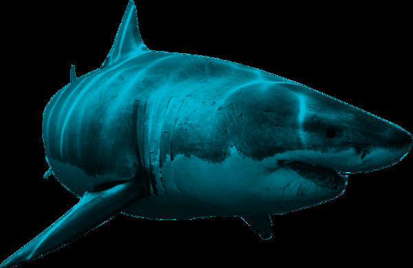 鲨鱼动物图片免抠png透明图层素材
