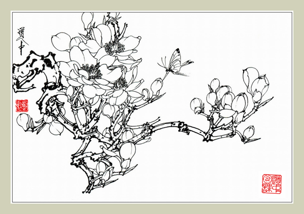 白描花卉玉兰图片