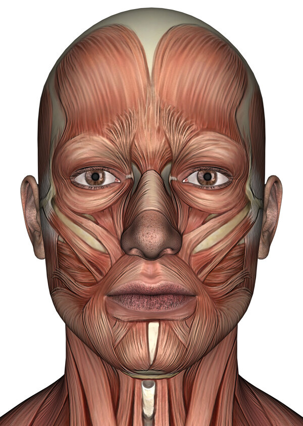 人体面部肌肉组织图片