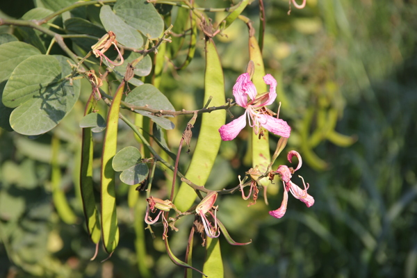 紫荆花果实图片