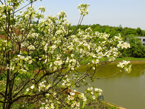 桐子花图片