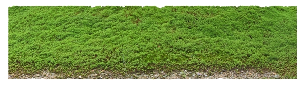 桧叶金藓苔藓