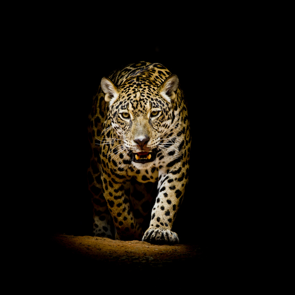 夜晚的豹子摄影