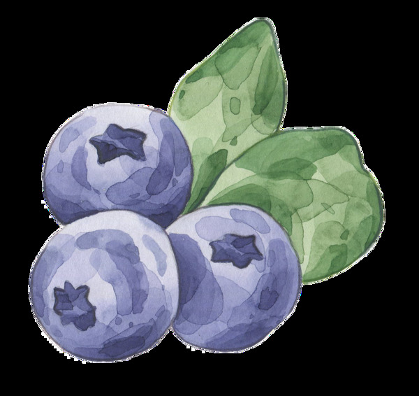 手绘水彩蓝莓水果透明装饰图案