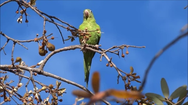 树枝上的鹦鹉小鸟视频