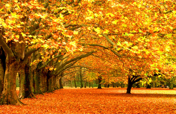 秋季枫树枫叶风景图片