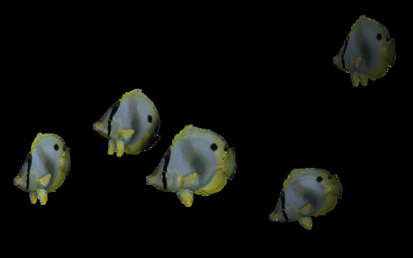 五只游泳的鱼免抠png透明素材
