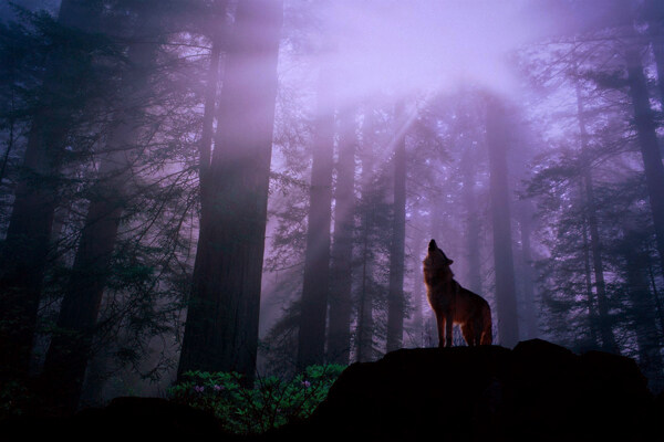 秋冬季节黑暗松树林树枝云雾光线狼图片