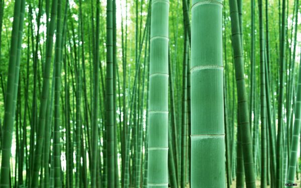 一款高清晰竹子的图片