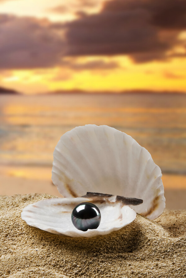珍珠贝壳沙滩海边图片