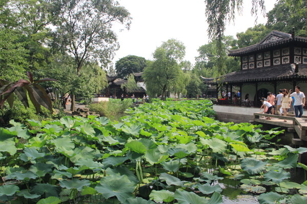 苏州园林旅游荷花池图片
