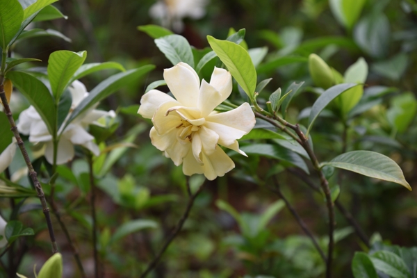 栀子花