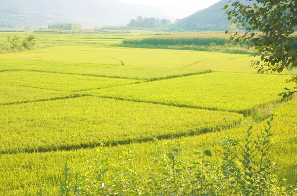 稻香季节图片