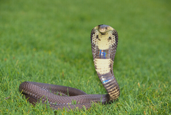 草地上的眼镜蛇