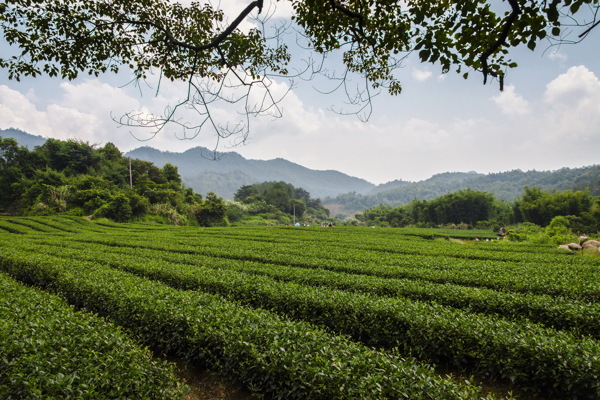 源丰生态茶叶基地图片