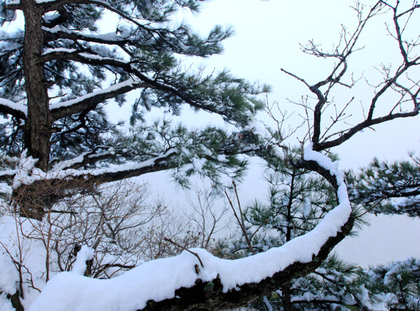 雪景