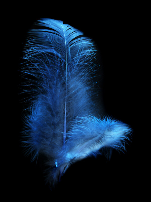 两片蓝色的羽毛图片