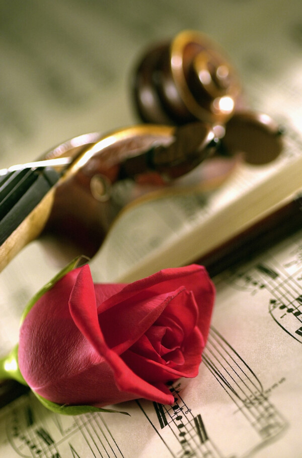 小提琴和玫瑰图片