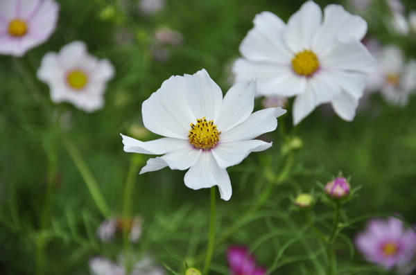 漂亮波斯菊