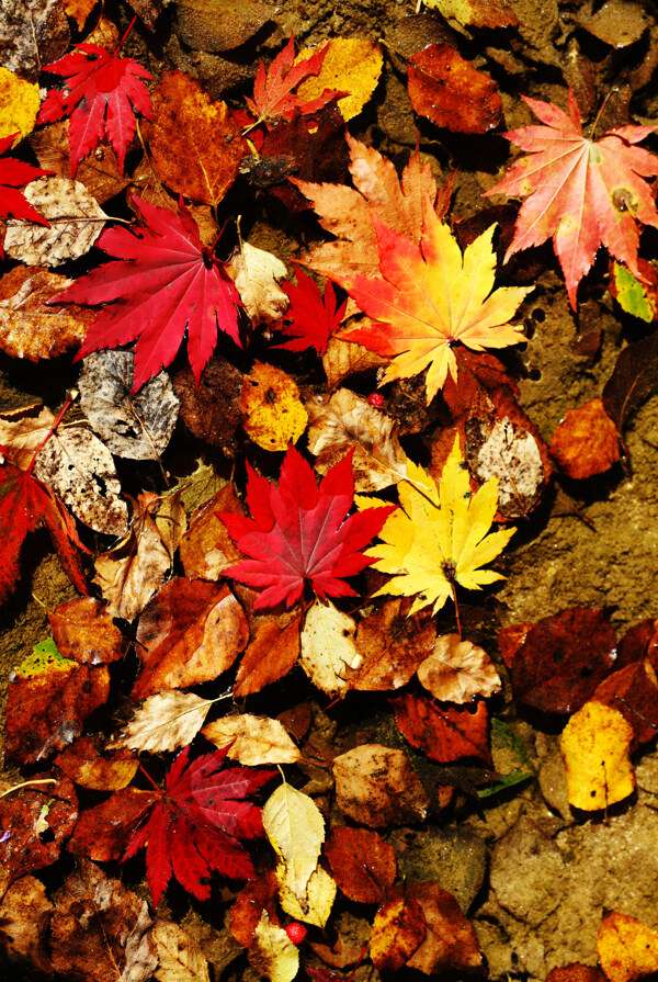 秋季枫叶图片