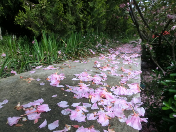 樱花花瓣图片