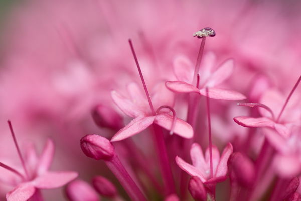 牡丹牡丹花花草