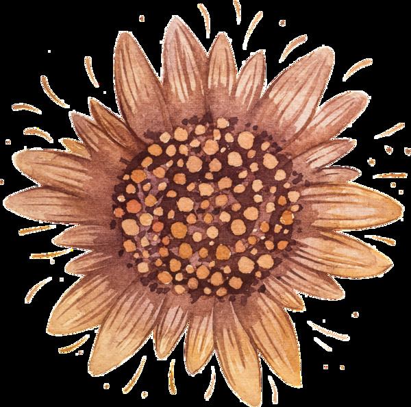 手绘一朵棕色的菊花矢量素材