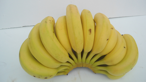 云南香蕉图片