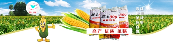 玉米农作物种子海报