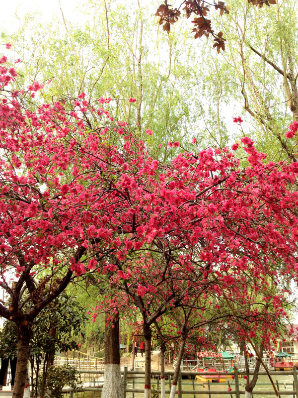 百花绽放图片