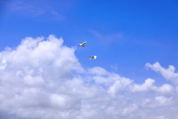 蓝天白云飞鸟图片
