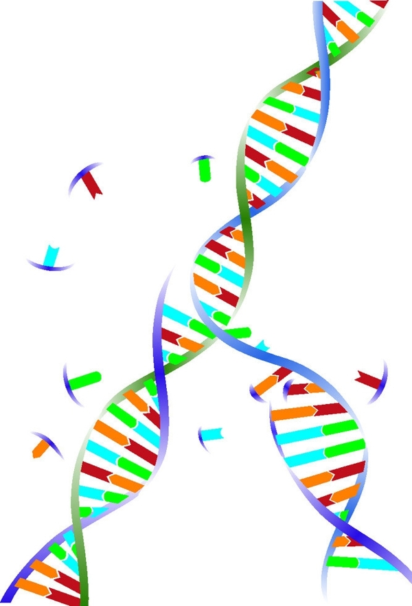 DNA双螺旋结构图图片