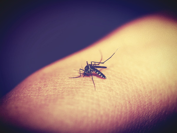 高清蚊子吸血图片