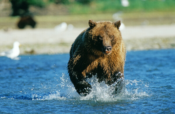 水中奔跑的熊